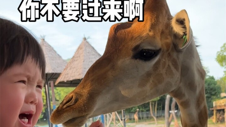 When a Human Baby Sees a Giraffe for the First Time