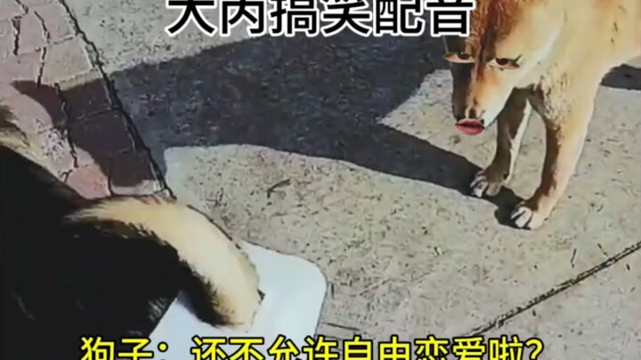 狗子：还不允许自由恋爱啦？