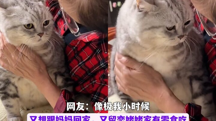 姥姥假期把猫咪喂到18斤，还每天画大饼cpu猫咪不要跟铲屎官回家