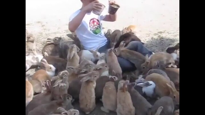 Video Lucu Hewan Edukatif untuk Anak Cara Memberi Makan Kelinci di Kebun Binatang