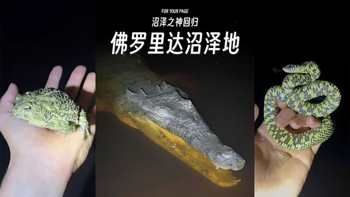 Bagian 16: Apakah kamu menyukai teman-teman di Everglades, Florida? (Dewa Rawa Kembali)