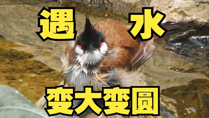 Apa? Ini bukan burung bulbul telinga merah! Ini handuk kempes yang mengembang dan membulat saat terk