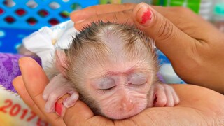 Sweetest Memories!! Tiny adorable Luca is so warm by Mom's comfort