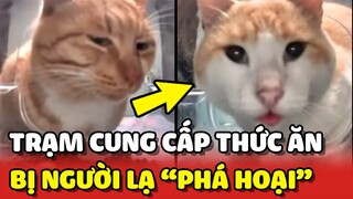 Trạm cung cấp thức ăn cho các bé mèo hoang bị người lạ PHÁ HOẠI | Yêu Lu