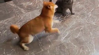 90% of Shiba Inu's movements are redundant