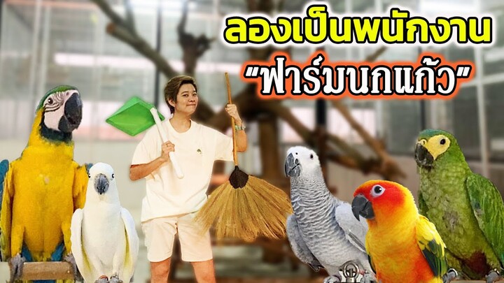 เป็นพนักงานในฟาร์มนกแก้วจะเป็นยังไง?