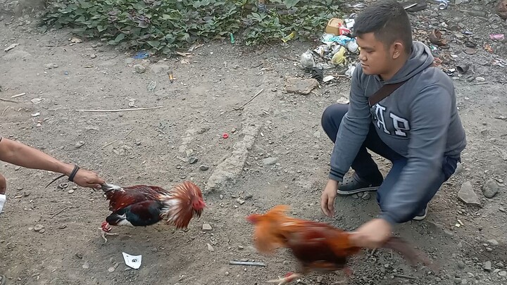 3x winner bullstag gold vs. 2years old Lasak (Basal) Sparing March 12,2023