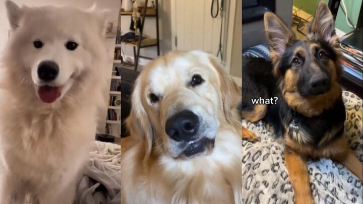 اختبار الكلاب: ما ردّ فعل الكلب إذا توقفت فجأة عن مداعبته؟