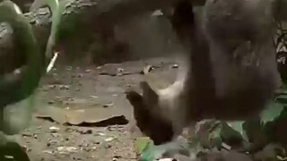 Racoon Vs Snake