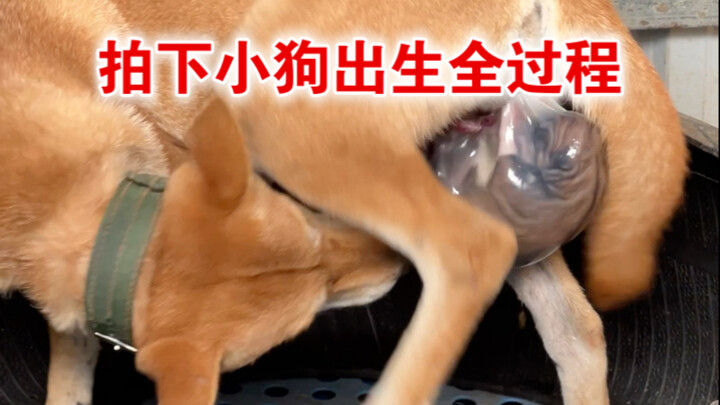 Filmed the entire puppy birth—what an eye-opener!