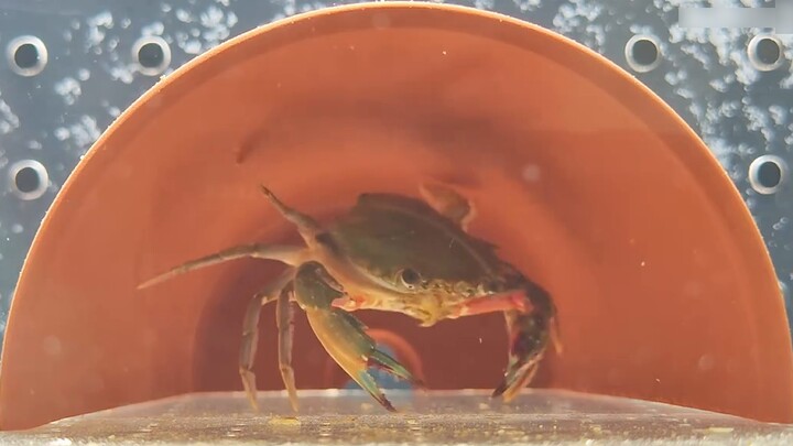 How ferocious is the Gu King who stood out from dozens of crabs!
