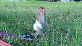 Adorable baby monkey Maki Stand and play With mom and sister PiSey Walking look​ Natural rice fields