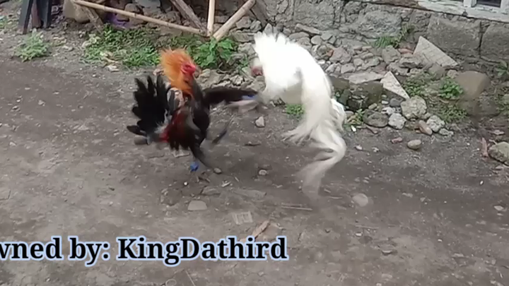 High Action Hatch VS White Kelso