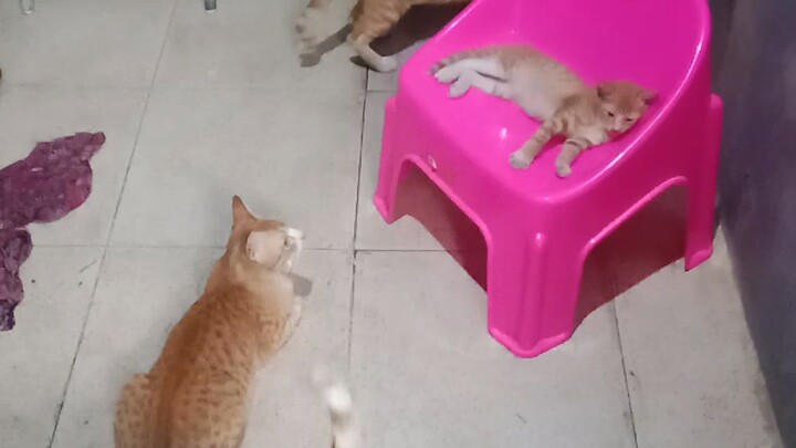pasukan oyen