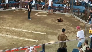(gold) first fight (hacfight)