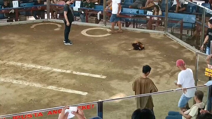 (gold) first fight (hacfight)