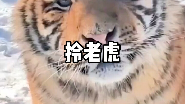 If you pick up a cat by the scruff of its neck, it will freeze completely. But what about a tiger? T