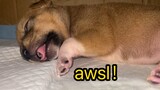 Eat-while-sleeping doggie is like...