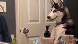 【Funny Videos】Husky: I'm A Dog?