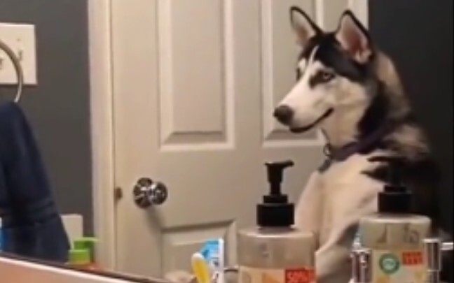 【Funny Videos】Husky: I'm A Dog?