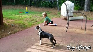 best  dog compilation videos all time -😊 | Dog lifestyle