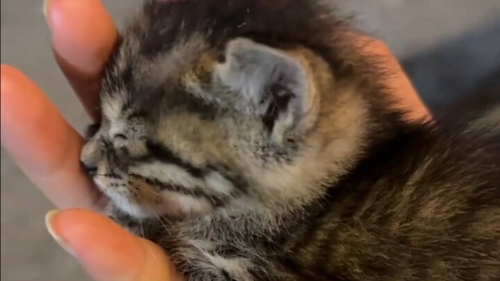 It’s so tiny—your hand can easily turn it into a cozy little cat nest!