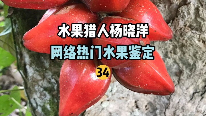 【水果猎人】网络热门水果鉴定34