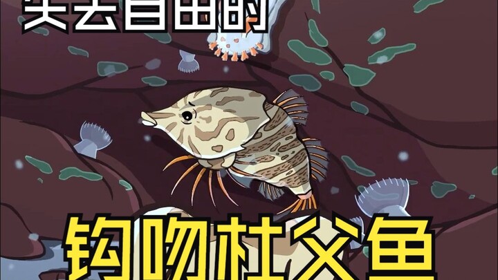 妻管严钩吻杜父鱼