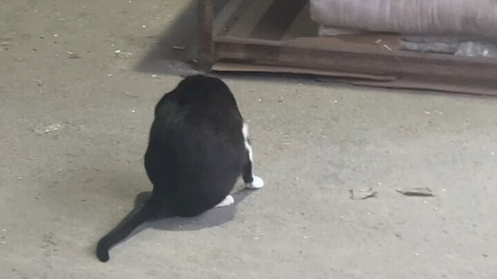 رأيت قطة مشردة أخرى، هيا لنطعمها!!