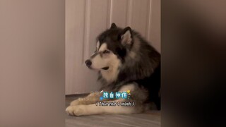 Thất Tịch ko có quà lại khóc 😄 fyp foryoupage funnydog chó_cưng funny cute pet thúcưng