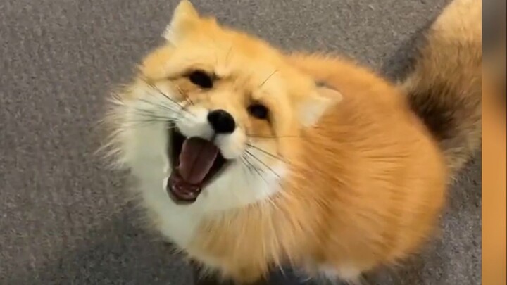 หู่หู่เรียกว่าอะไร