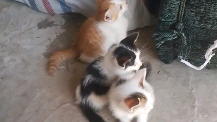 kucing 🐱
