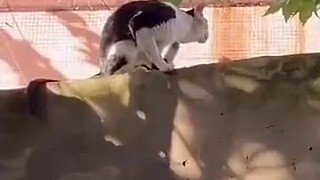 Kumpulan coretan kucing hahaha, yang satu lebih banyak coretannya dari yang lain.