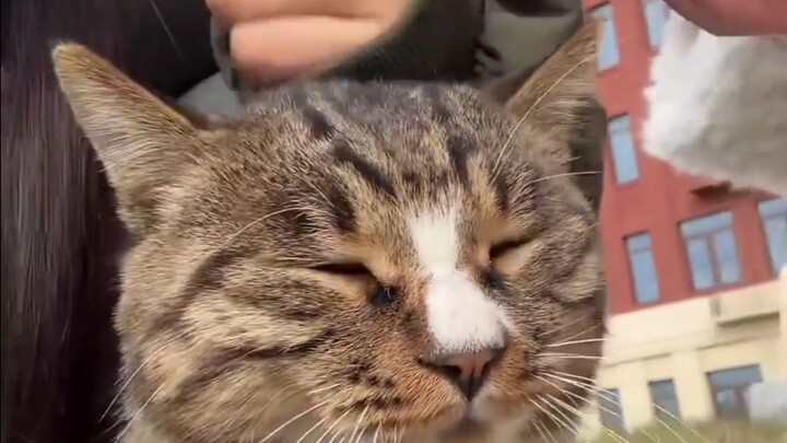 Mi: Người ơi, Mi đâu phải bánh gạo~