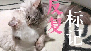 Lebih baik dia memakannya saja...