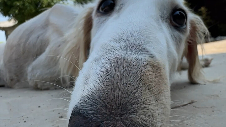 Ah, little dog