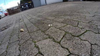 Anak kucing kecil itu tidak dapat mengejar pemiliknya, dia mengubah nada suaranya dan mengumpat sepa