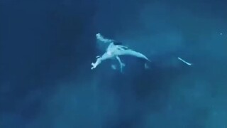 Baik membedakan yang unggul maupun yang kalah, juga menentukan hidup dan mati.