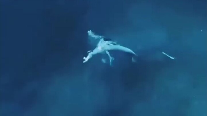 Vừa phân cao thấp, vừa quyết sinh tử