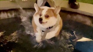 Chó lần đầu tiên ngâm suối nước nóng, sao lại bơi được nhỉ...