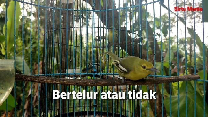 Burung Cipoh Sirtu Suara Gacor ~ Jantan Betina Satu Kandang