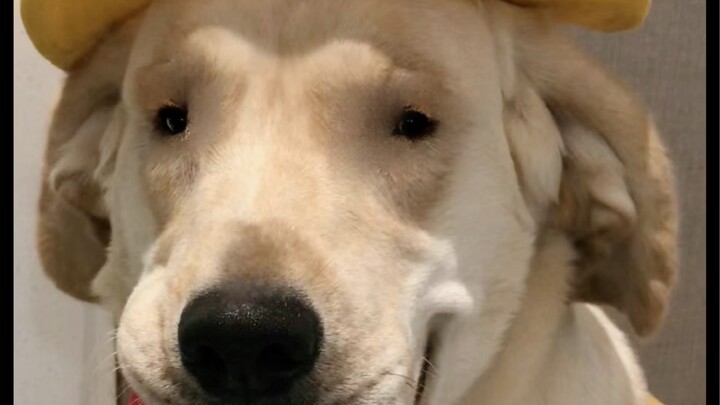 ตอนซื้อเจ้าของร้านบอกว่าถ้าเลี้ยงให้ยาวหน่อยก็จะเปิดแล้ว ตอนนี้มันอายุสองขวบกว่าแล้ว ฉันยังมีโอกาสอย