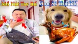 Thú Cưng TV | Dương KC Pets | Tứ Mao Đại Náo #9 | Chó Golden thông minh vui nhộn funny cute Baby dog