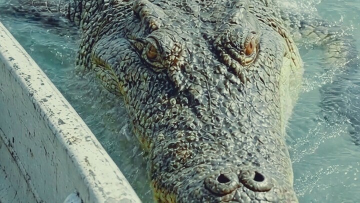 The Crocodile Suddenly Appeared Beside the Boat!
