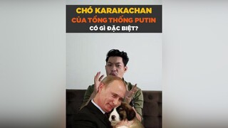 Dòng chó Karakachan của Putin có gì đặc biệt? tuitienpet petonesaigon dcgr