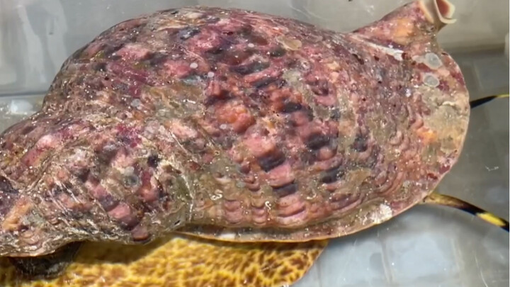 Thanks to Hainan’s honest and kind fishermen, and thanks to the Institute of Deep-Sea Science and En