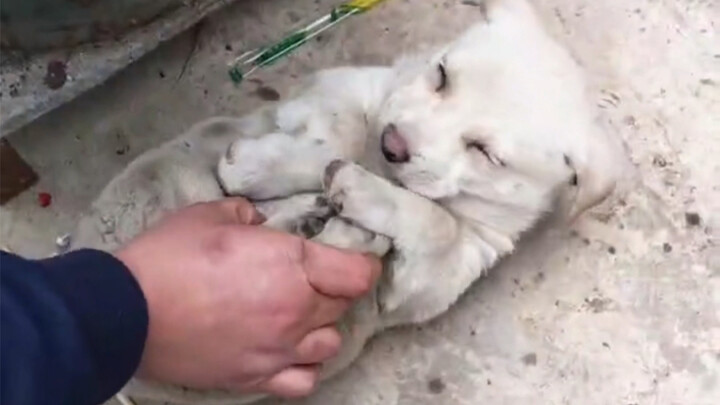 Những chú cún không trả nợ nhà, nợ xe thì ngủ mới ngon!