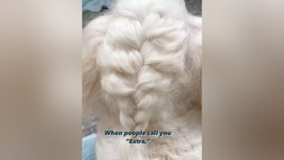 Just me, Misa, your extra basic pooch. 💁🏻‍♀️ frenchbraid doghairstyle chó_cưng chócute chócon chópoodle cún cúncon cúnyêu cúnconđángyêu