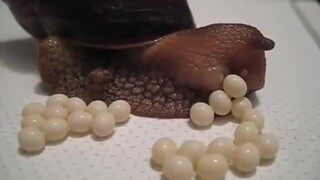 Animal|Hermaphrodite Snail