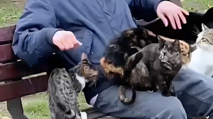 Saat seseorang memperlihatkan akibat duduk di taman Turki—hanyut oleh kucing!